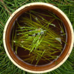 Pine Needle Tea